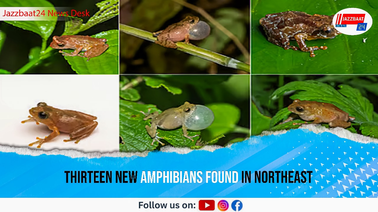Thirteen New Amphibians Found in Northeast