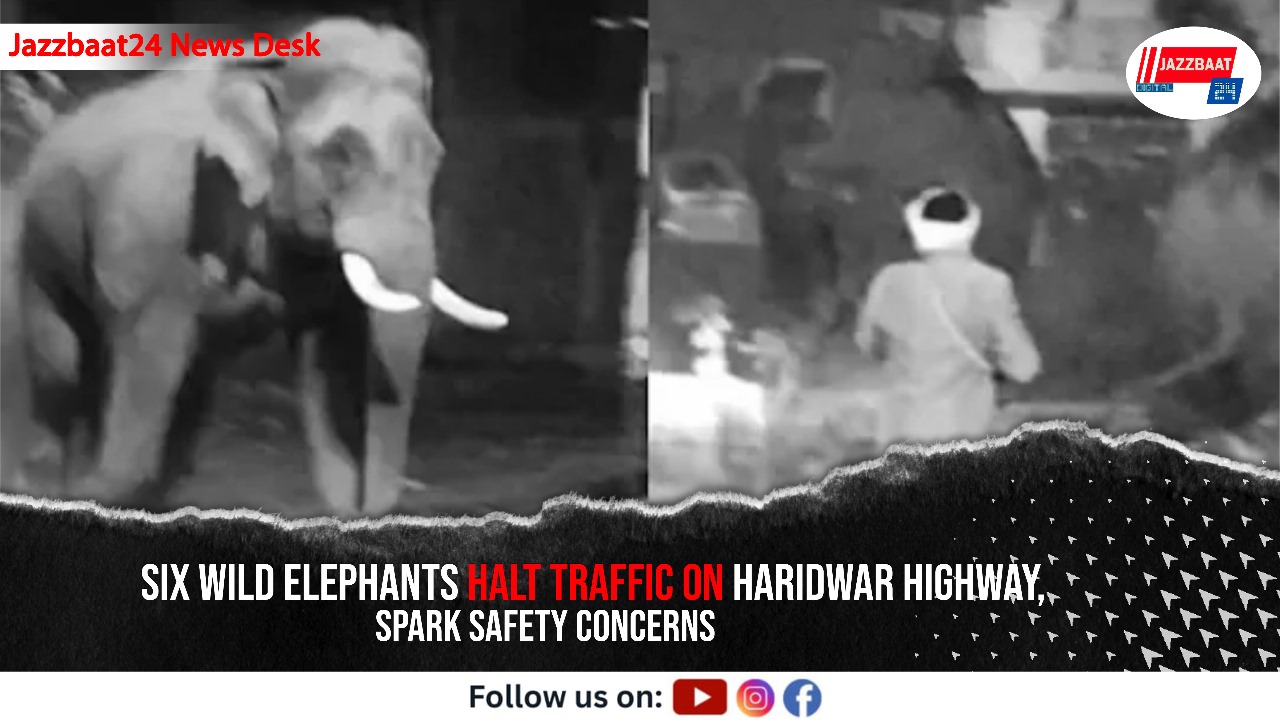 Six Wild Elephants Halt Traffic On Haridwar Highway, Spark Safety Concerns

