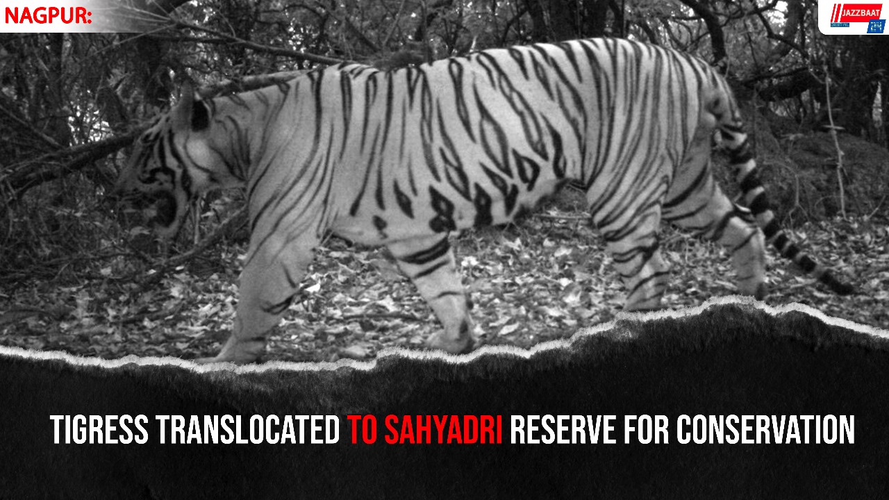 Tigress Translocated to Sahyadri Reserve for Conservation
