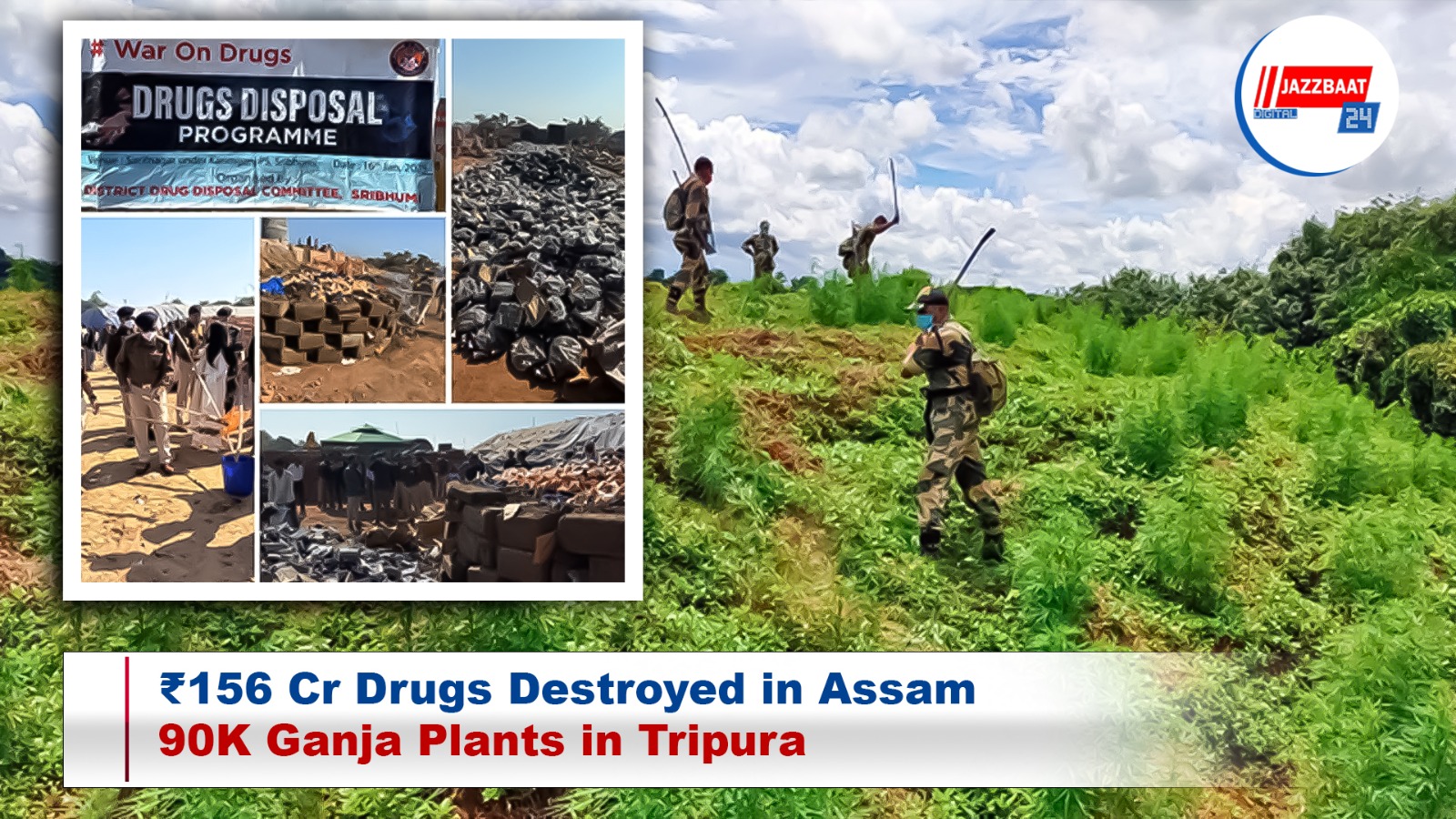 ₹156 Cr Drugs Destroyed in Assam, 90K Ganja Plants in Tripura