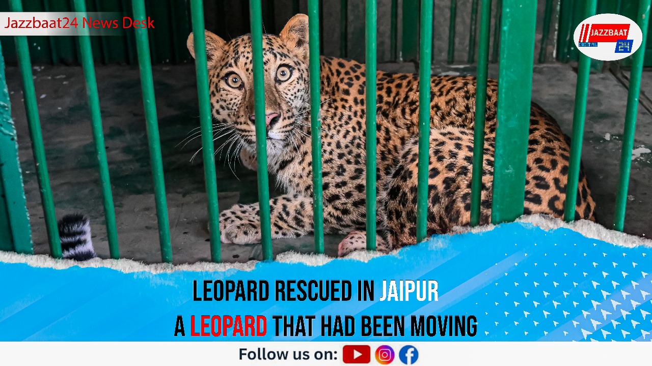 Leopard Rescued in Jaipur