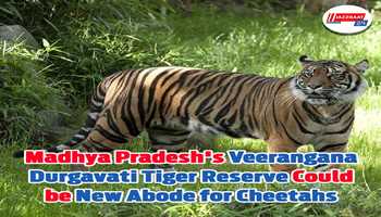 Madhya Pradesh's Veerangana Durgavati Tiger Reserve Could be New Abode for Cheetahs