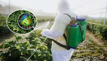 Pesticides damaging Environment