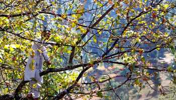 MAN DIES AS WALNUT TREE BRANCH FALLS ON HIM IN BARAMULLA VILLAGE