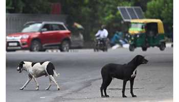 G20 SUMMIT: MCD CANCELS ACTION PLAN TO RELOCATE STRAY DOGS FROM KEY DELHI AREAS.