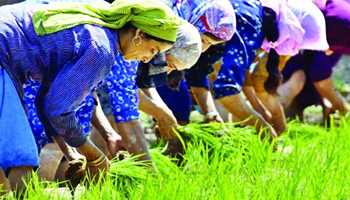 WHIMSICAL CHANGE OF NATURE'S CONDITIONS IMPACTED AGRICULTURE OF KASHMIR