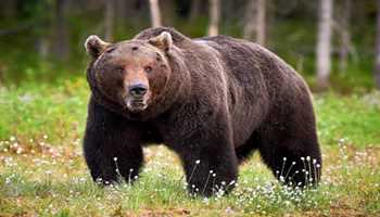 38-Year-Old Man Injured in Bear Attack in Kulgam's Devsar