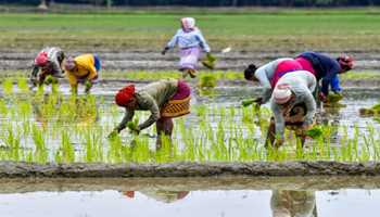 Cabinet Approves PM Dhan-Dhaanya Krishi Yojana to Boost Agriculture in 100 Districts  

