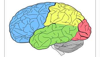 DISTINCT 'APPETITE CONTROL CENTER'
FOUND IN THE BRAINS OF OVERWEIGHT INDIVIDUALS, STUDY