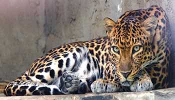 Leopard Attack Leaves Man Injured in Bandipora