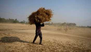 India’s ban on wheat export disrupts world markets, prices soar up by 6%