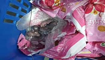 An investigation has been launched into the video showing rats in the prasad packets of Siddhivinayak Temple