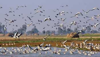 Thousands of Migratory Birds Flock to Wular Lake in Bandipora
