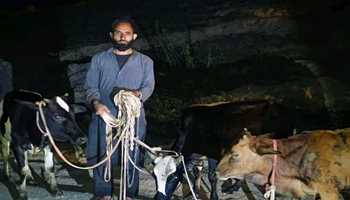 Bovine Theft Foiled, Accused Apprehended by Handwara Police