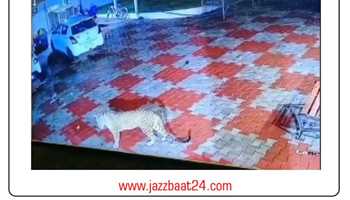 LEOPARD DRIVEN AWAY BY COURAGEOUS DOGS IN NASHIK 
