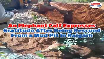 An elephant calf expresses gratitude after being rescued from a mud pit in Raigarh