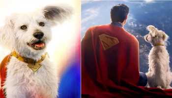 Superman's Krypto Sparks Real-World Dog Adoption Surge