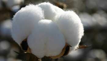 WORLD COTTON DAY 2022: BACKGROUND, SIGNIFICANCE AND THEME