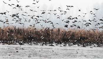 Feathers of Hope in Kashmir 
