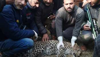 WILDLIFE DEPARTMENT RESCUES LEOPARD IN ANANTNAG VILLAGE 