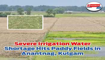 Severe Irrigation Water Shortage Hits Paddy Fields in Anantnag, Kulgam