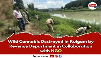 Wild Cannabis Destroyed in Kulgam by Revenue Department in Collaboration with NGO