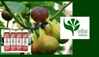 APEDA facilitates first shipment of Fig Juice to Poland
