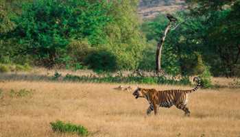 Maharashtra gets 3 sanctuaries, 12 new wildlife reserves