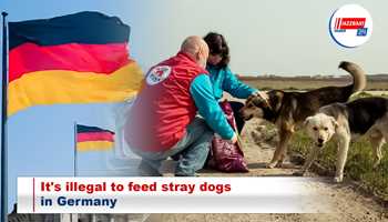 It's illegal to feed stray dogs in Germany
