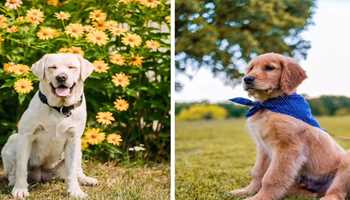 Golden Retriever or Labrador? Find Out Which Breed Suits Your Lifestyle Best