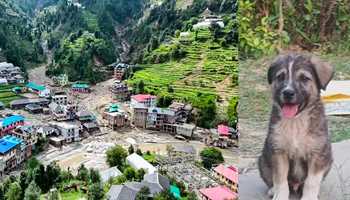 Brave Dog’s Howls Save 60 Lives During Mandi Cloudburst