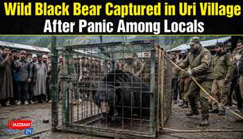 Wild Black Bear Captured in Uri Village After Panic Among Locals

