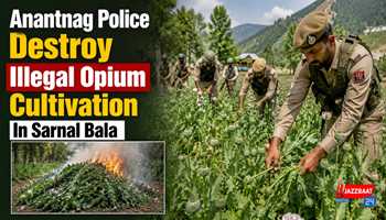Anantnag Police Destroy Illegal Opium Cultivation In Sarnal Bala