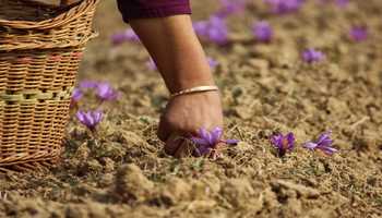 Saffron Fields Wilt in Kashmir's Rain Shadow