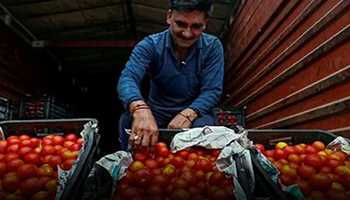 ANTICIPATED ARRIVAL OF NEW CROP EXPECTED TO LOWER TOMATO PRICES 
