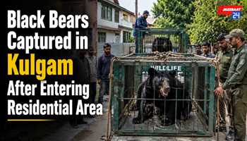 Black Bears Captured in Kulgam After Entering Residential Area