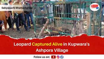 Leopard Captured Alive in Kupwara’s Ashpora Village