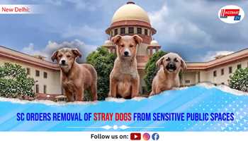 SC Orders Removal of Stray Dogs from Sensitive Public Spaces
