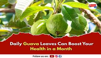Daily Guava Leaves Can Boost Your Health in a Month