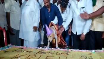 With a 100 kg cake and 4,000 guests, a Karnataka man honours his pet dogs' birthdays, winning hearts