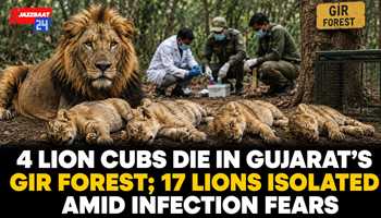 4 Lion Cubs Die in Gujarat’s Gir Forest; 17 Lions Isolated Amid Infection Fears