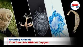 Amazing Animals That Can Live Without Oxygen!

