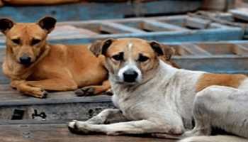 Supreme Court Takes Swift Action on Delhi's Growing Stray Dog Menace