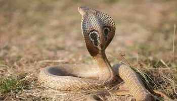 9-Year-Old Girl Injured in Snake Bite in Kulgam, Referred to SKIMS Srinagar
