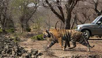 Stray Tiger’s 100km Journey Ends in Rajasthan Forest