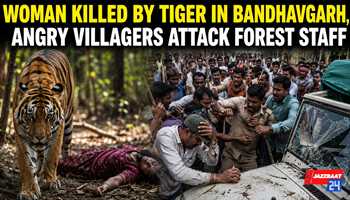 Woman Killed by Tiger in Bandhavgarh, Angry Villagers Attack Forest Staff