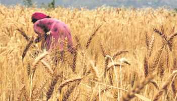 India calls out West on Wheat Export, says “food security at risk”