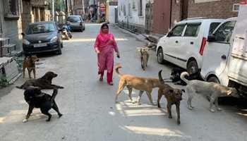 DOG TERROR STOPS PEOPLE FROM VISITING SRINAGAR SHRINE 