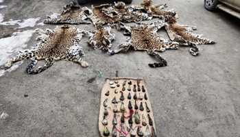 WILDLIFE CRIME CONTROL BUREAU NABS FORMER WPSI FIELD OFFICER IN BUST OF ILLEGAL TIGER TRADE SYNDICATE"....