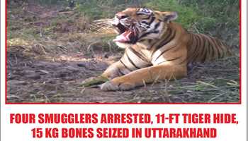 FOUR SMUGGLERS ARRESTED, 11-ft TIGER HIDE, 15 KG BONES SEIZED IN UTTARAKHAND
